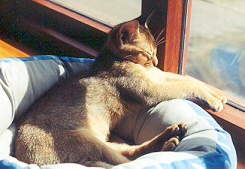 Kitty cat napping a cat nap in autumn sun